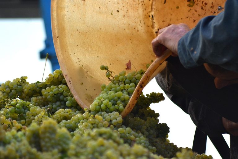 grapes, fruits, food, fresh, healthy, ripe, organic, sweet, produce, green grapes, harvest, vineyard, winemaker, nature, winemaker, winemaker, winemaker, winemaker, winemaker